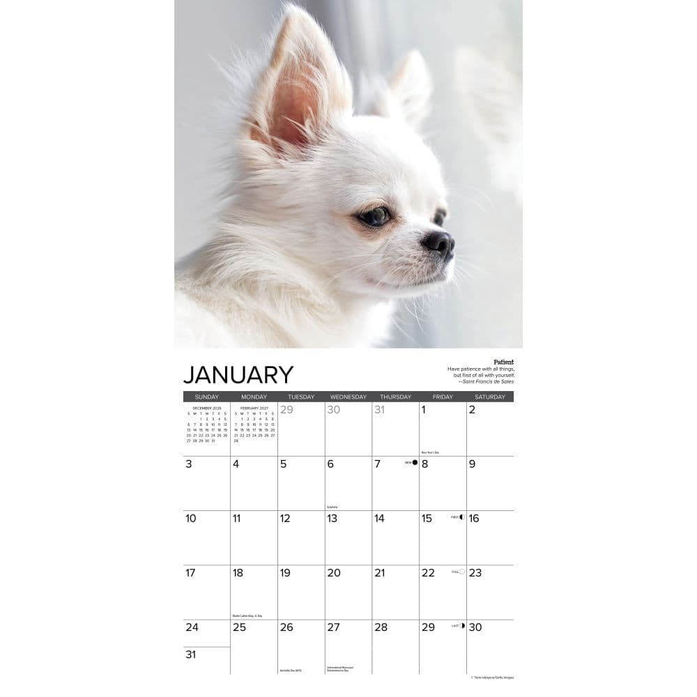 Chihuahua Rules 2027 Wall Calendar Second Alternate Image