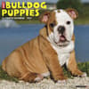 image Just Bulldog Puppies 2027 Wall Calendar Main Product Image