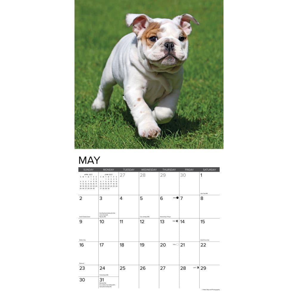 Just Bulldog Puppies 2027 Wall Calendar Second Alternate Image