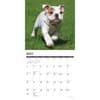 image Just Bulldog Puppies 2027 Wall Calendar Second Alternate Image