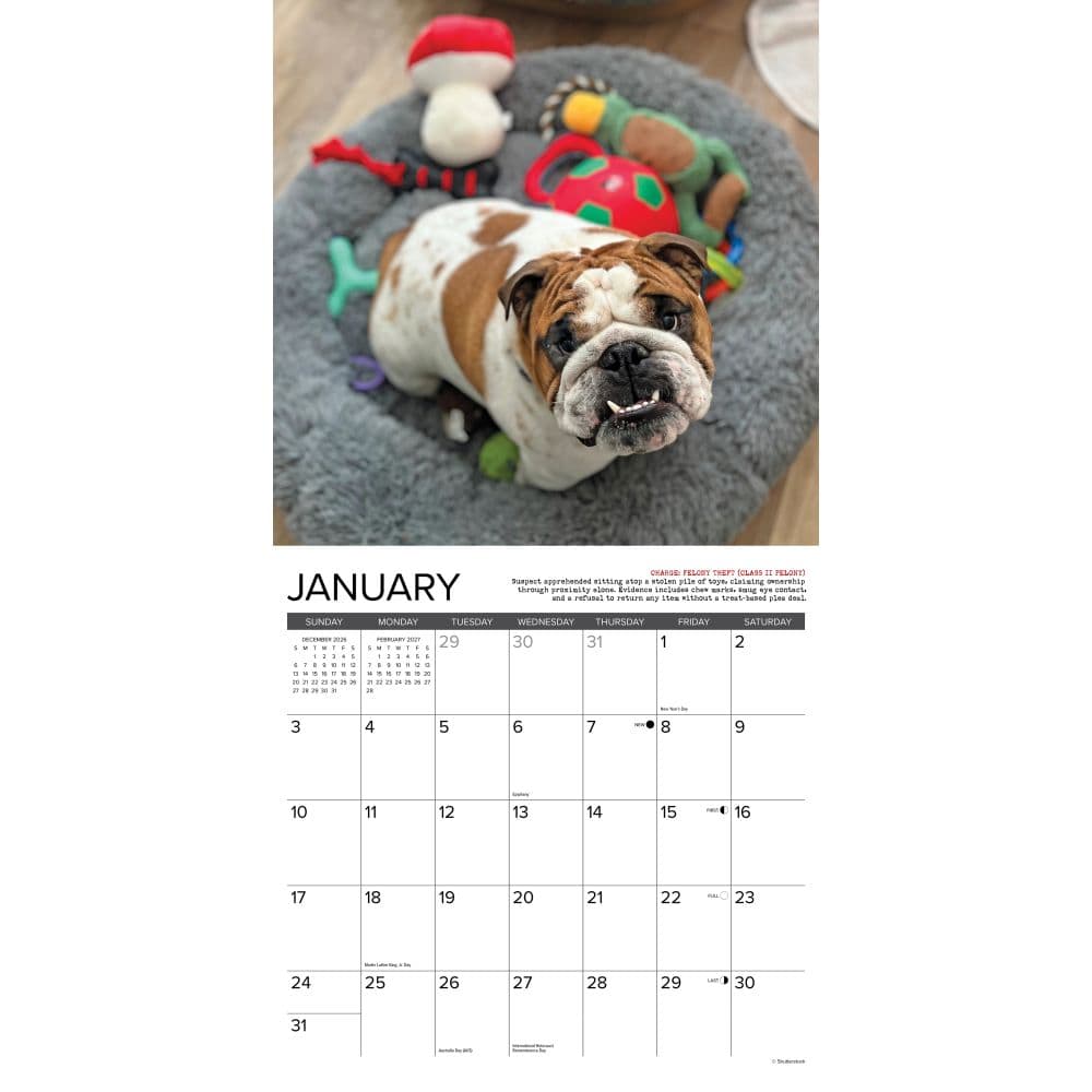 Bulldog Bad Boys 2027 Wall Calendar Second Alternate Image