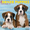 image Just Boxer Puppies 2027 Wall Calendar Main Product Image