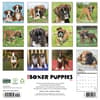 image Just Boxer Puppies 2027 Wall Calendar First Alternate Image