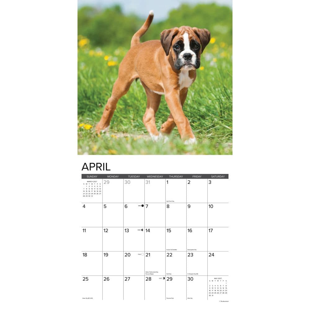 Just Boxer Puppies 2027 Wall Calendar Second Alternate Image