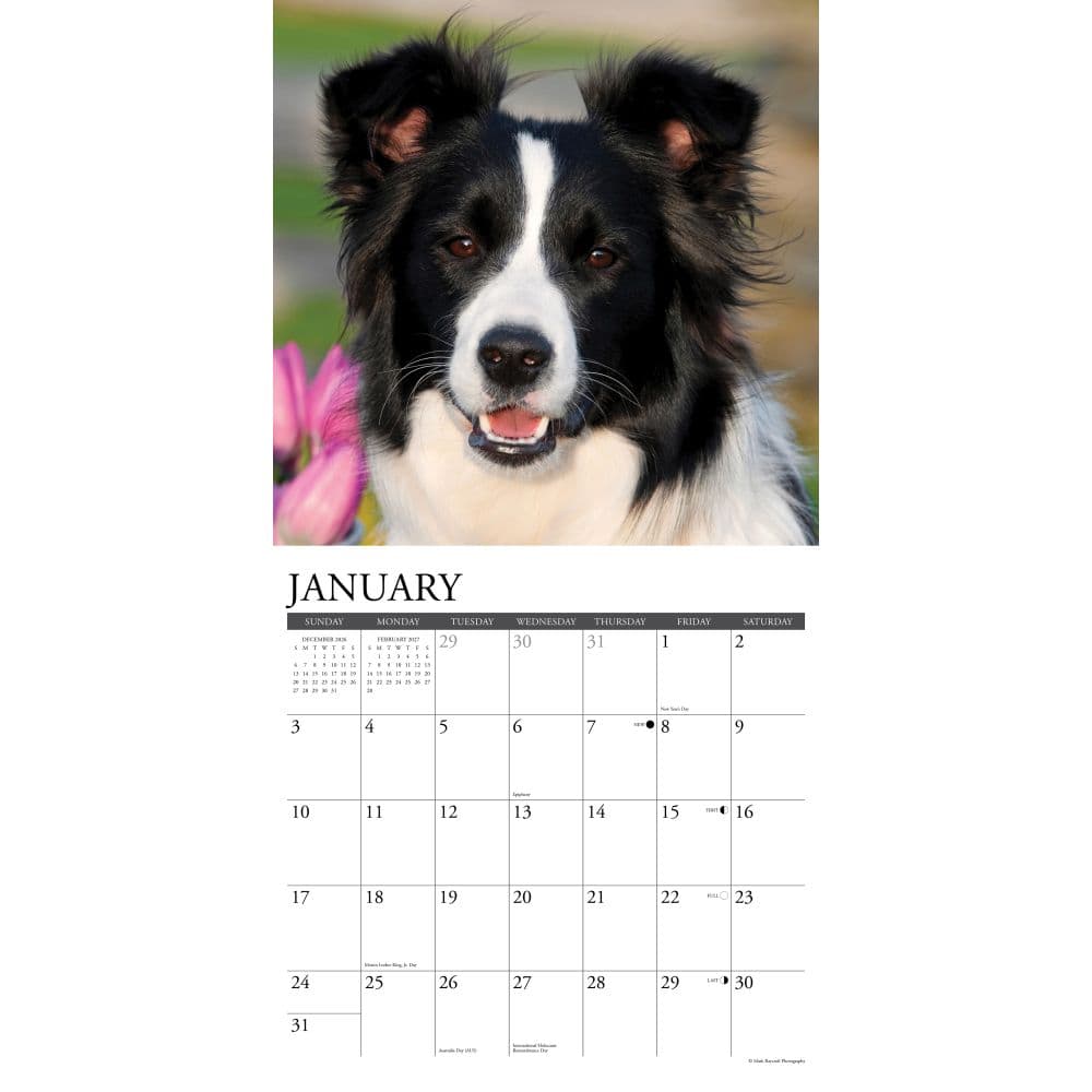 Just Border Collies 2027 Wall Calendar Second Alternate Image