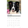 image Just Border Collies 2027 Wall Calendar Second Alternate Image