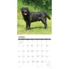 image Just Black Labs 2027 Wall Calendar Second Alternate Image