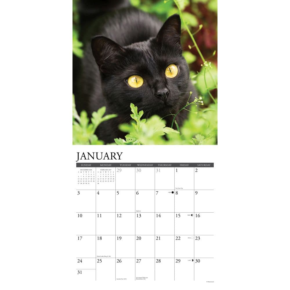 Black Cats 2027 Wall Calendar Second Alternate Image