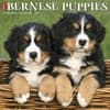 image Just Bernese Mountain Puppies 2027 Wall Calendar Main Product Image