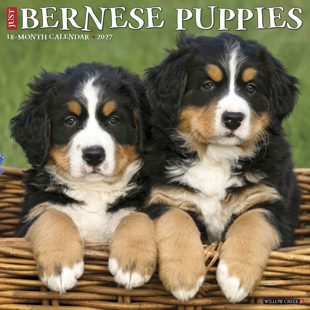 image Just Bernese Mountain Puppies 2027 Wall Calendar Main Product Image