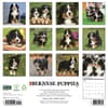 image Just Bernese Mountain Puppies 2027 Wall Calendar First Alternate Image
