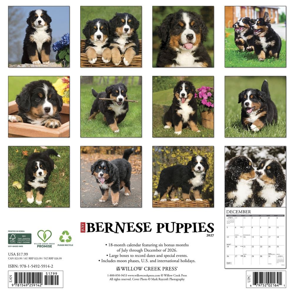 Just Bernese Mountain Puppies 2027 Wall Calendar First Alternate Image