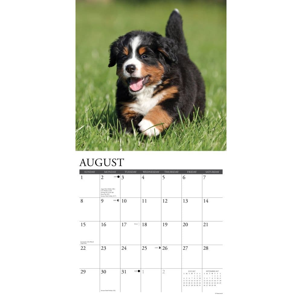Just Bernese Mountain Puppies 2027 Wall Calendar Second Alternate Image