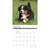 image Just Bernese Mountain Puppies 2027 Wall Calendar Second Alternate Image