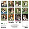 image Just Beagle Puppies 2027 Wall Calendar First Alternate Image