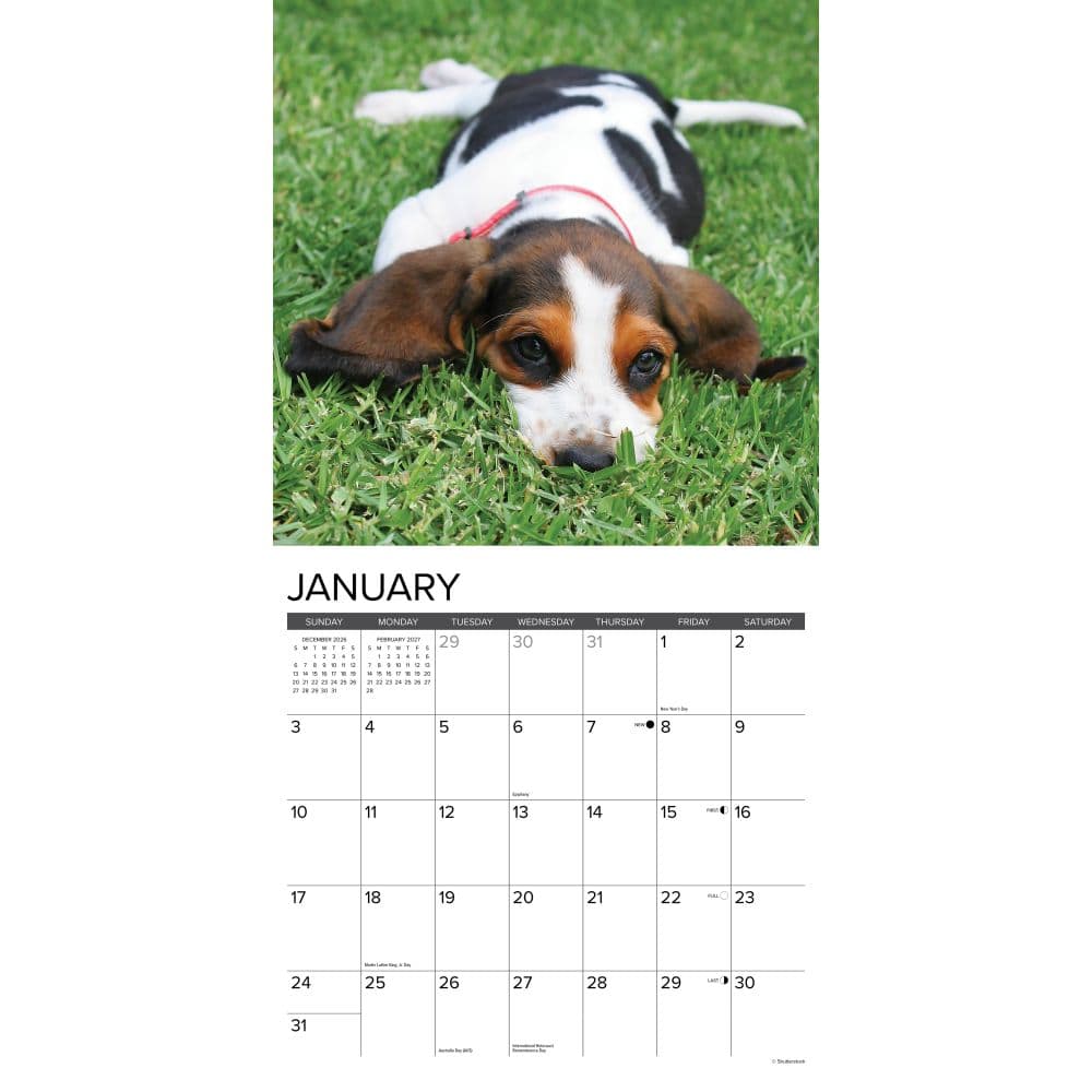 Just Basset Hound Puppies 2027 Wall Calendar Second Alternate Image
