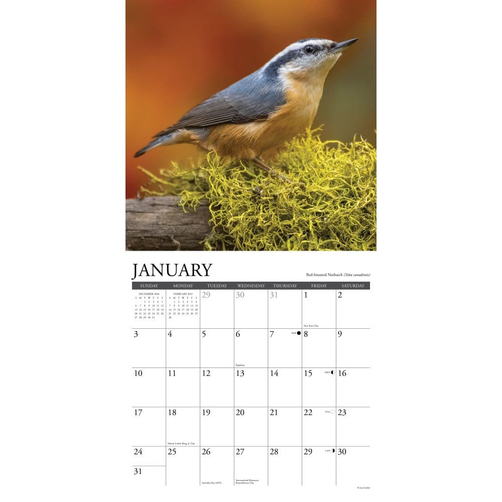 Backyard Birds 2027 Wall Calendar Second Alternate Image