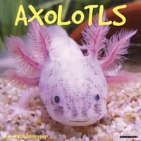 image Axolotls 2027 Wall Calendar Main Product Image