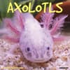 image Axolotls 2027 Wall Calendar Main Product Image