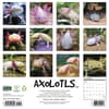 image Axolotls 2027 Wall Calendar First Alternate Image