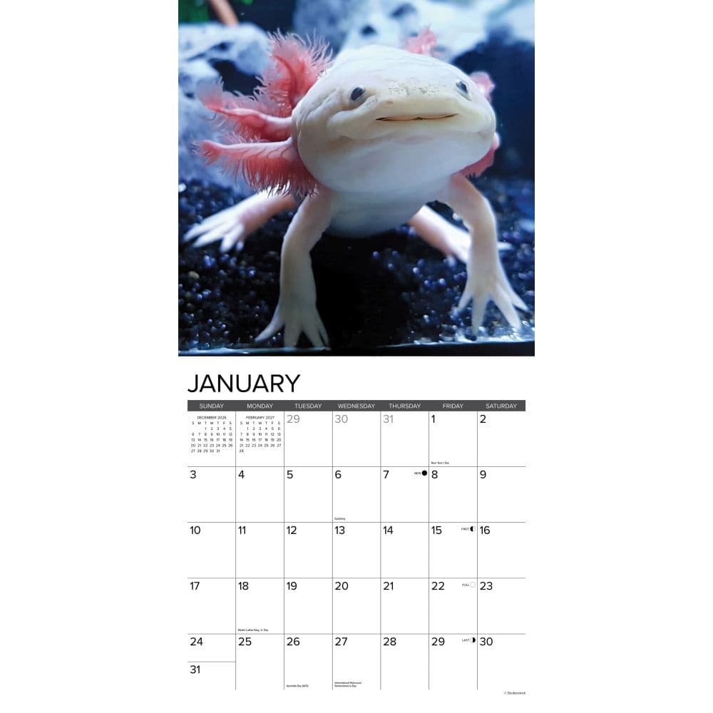 Axolotls 2027 Wall Calendar Second Alternate Image