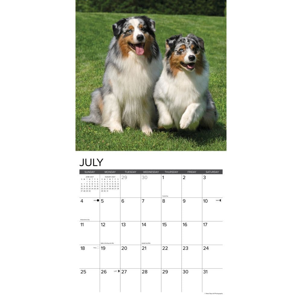 Australian Shepherds Just 2027 Wall Calendar Second Alternate Image