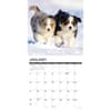 image Australian Shepherd Puppies 2027 Wall Calendar Second Alternate Image