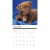 image Pit Bull Terrier Puppies Just 2027 Wall Calendar Second Alternate Image