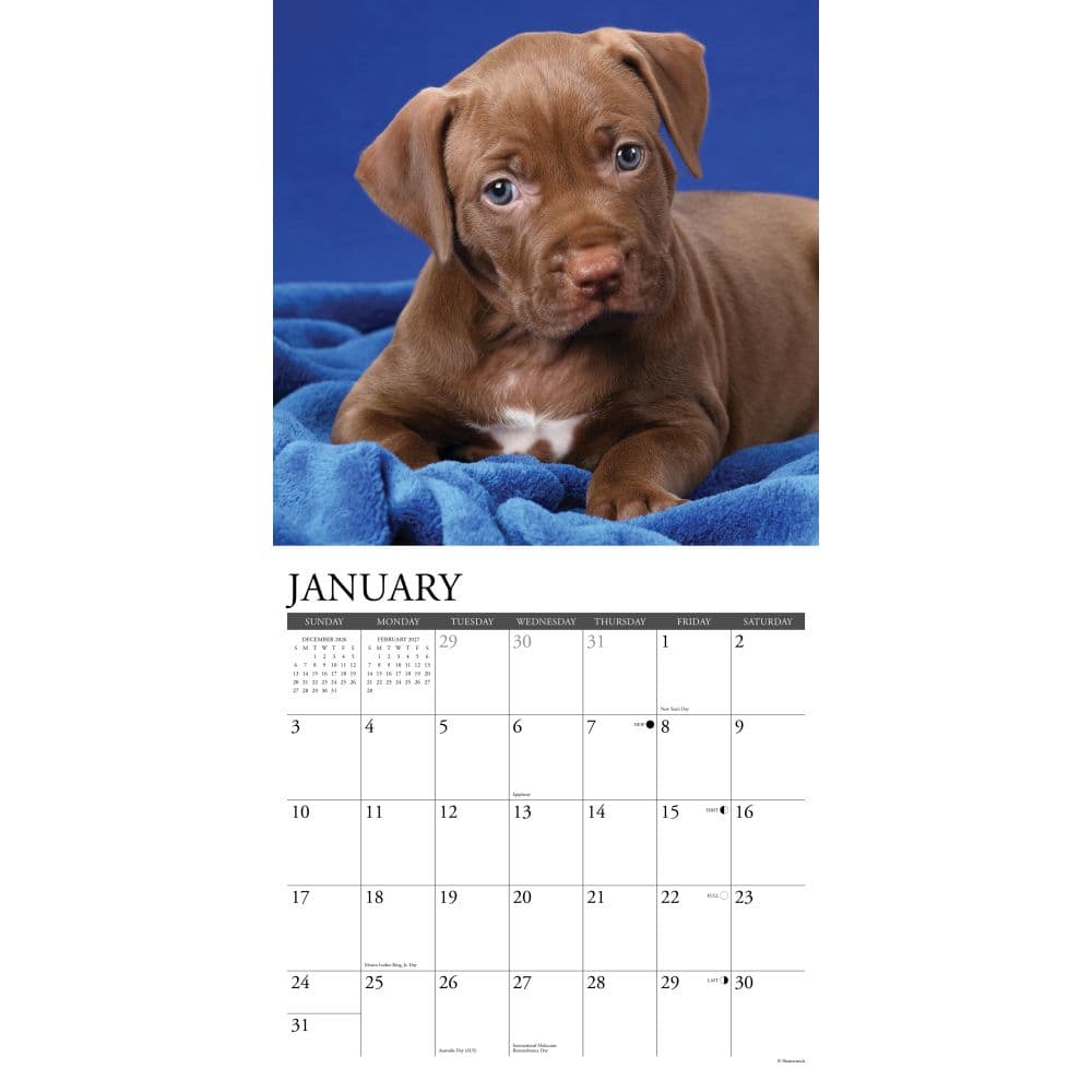 Pit Bull Terrier Puppies Just 2027 Wall Calendar Second Alternate Image