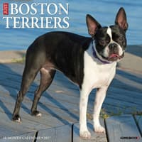 image Just Boston Terriers 2027 Wall Calendar Main Product Image