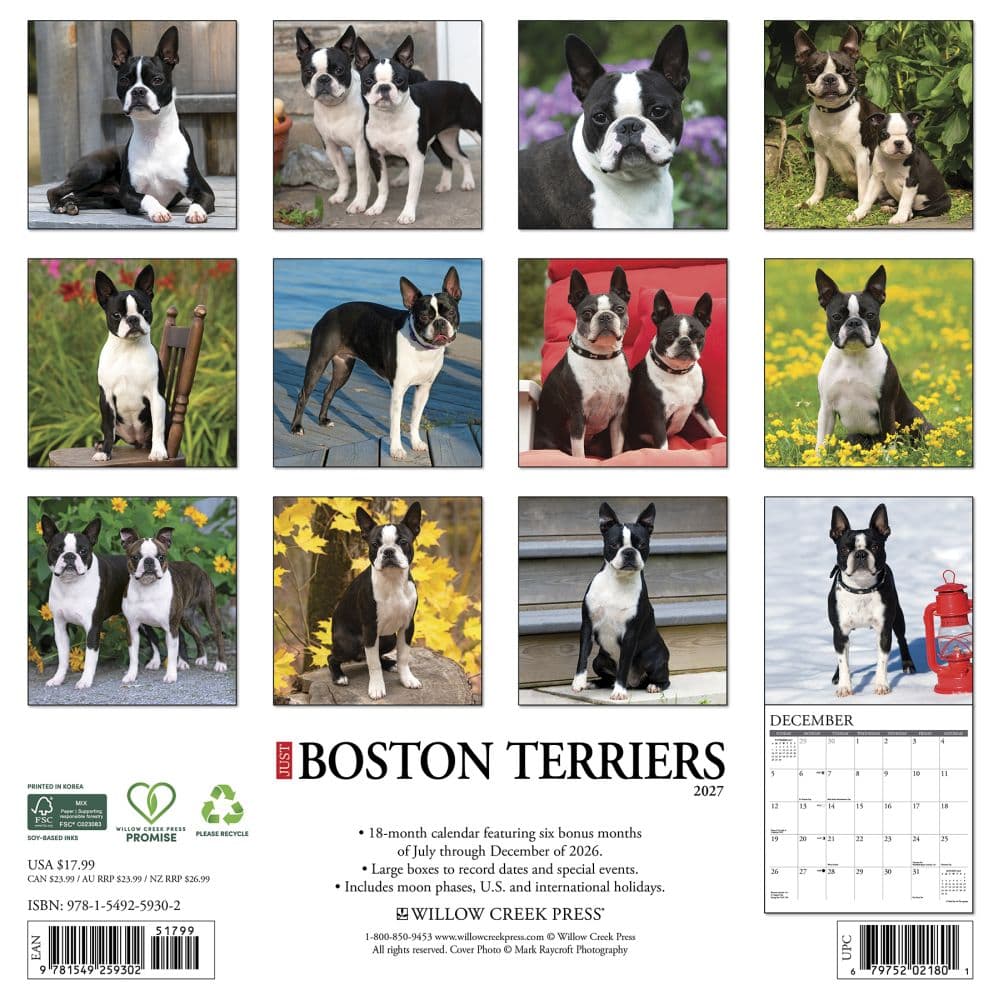 Just Boston Terriers 2027 Wall Calendar First Alternate Image