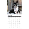 image Just Boston Terriers 2027 Wall Calendar Second Alternate Image