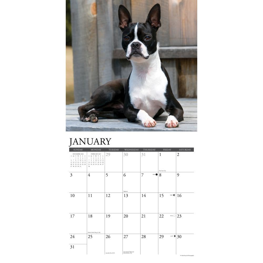 Just Boston Terriers 2027 Wall Calendar Second Alternate Image