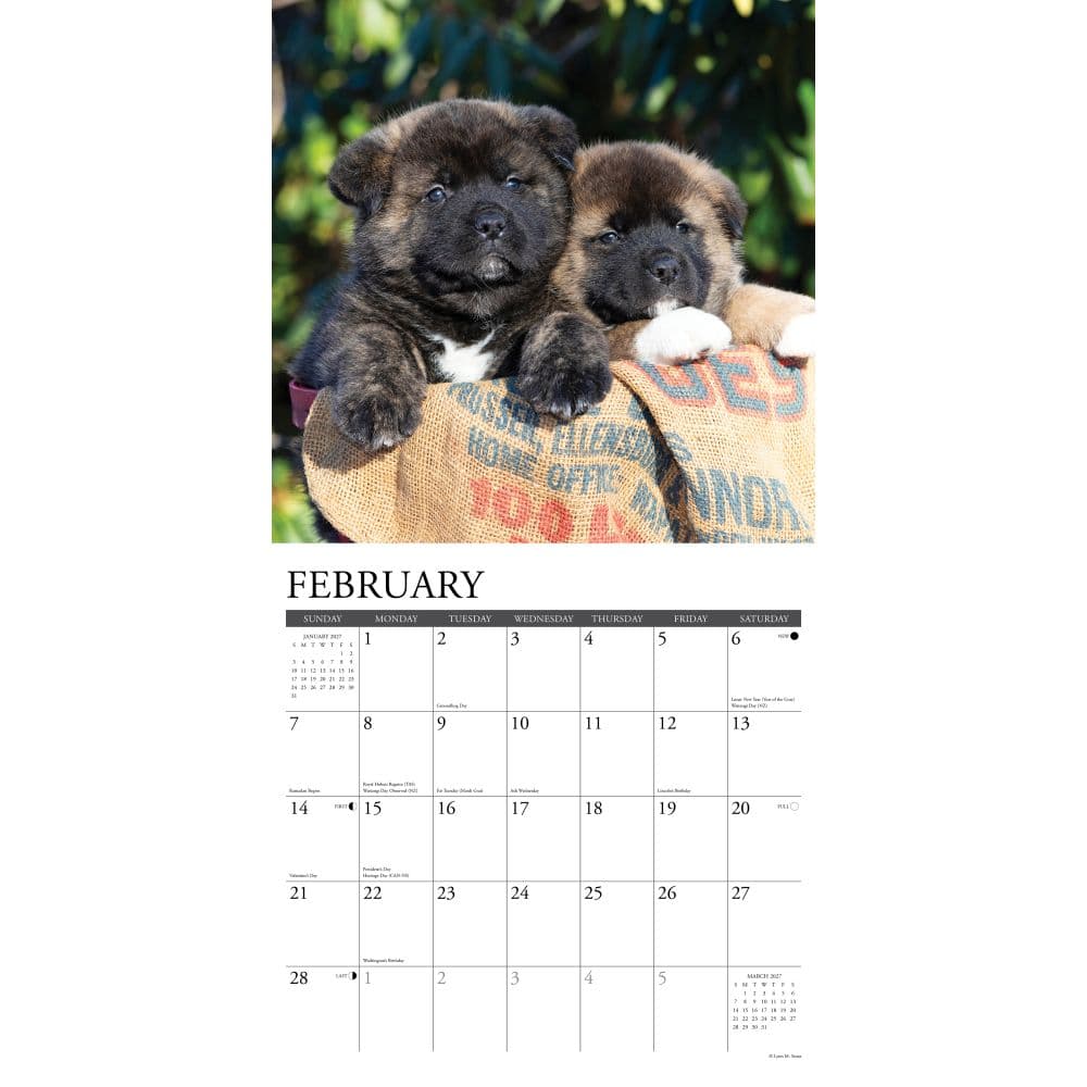 Just Akitas 2027 Wall Calendar Second Alternate Image
