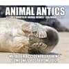 image Animal Antics 2027 Desk Calendar Fourth Alternate Image