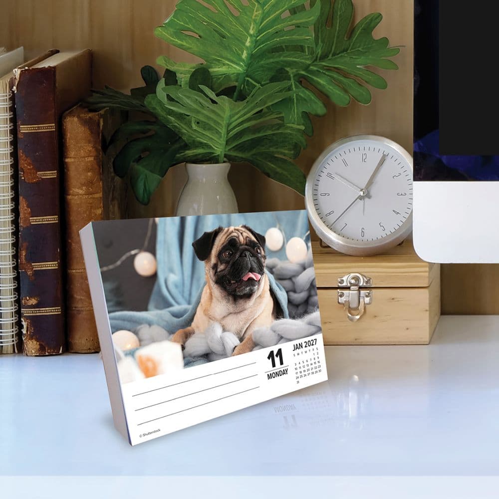 Just Pugs 2027 Desk Calendar Second Alternate Image