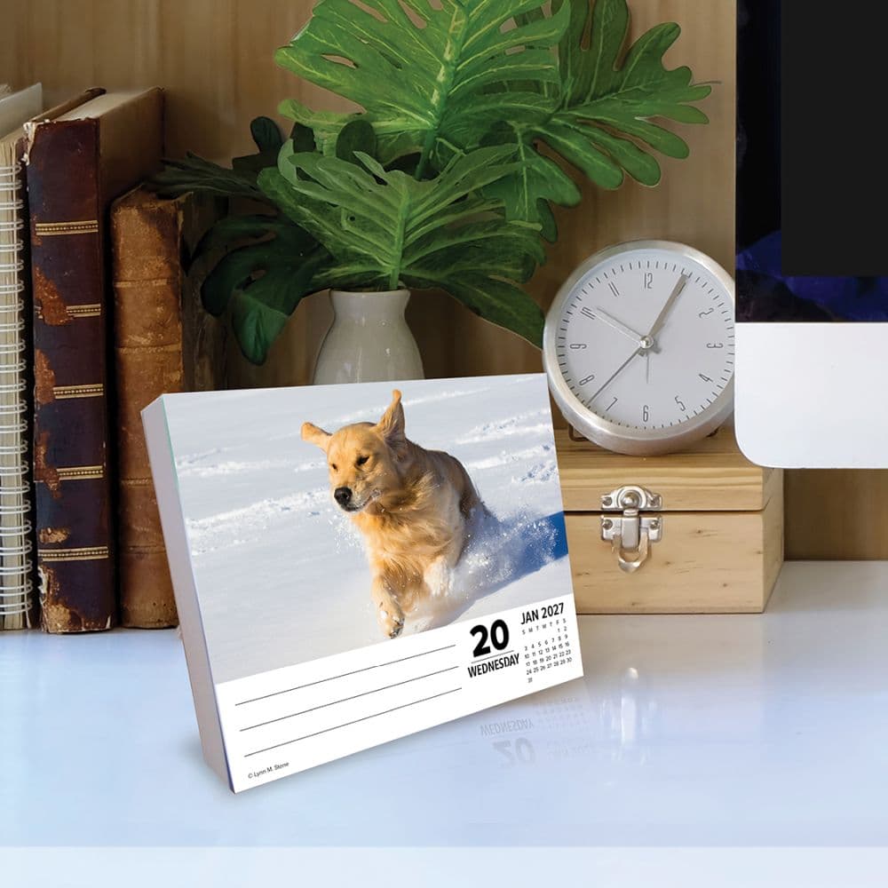Just Goldens 2027 Desk Calendar Second Alternate Image