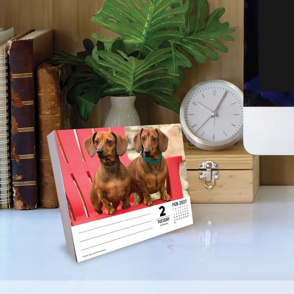 Just Dachshunds 2027 Desk Calendar Second Alternate Image