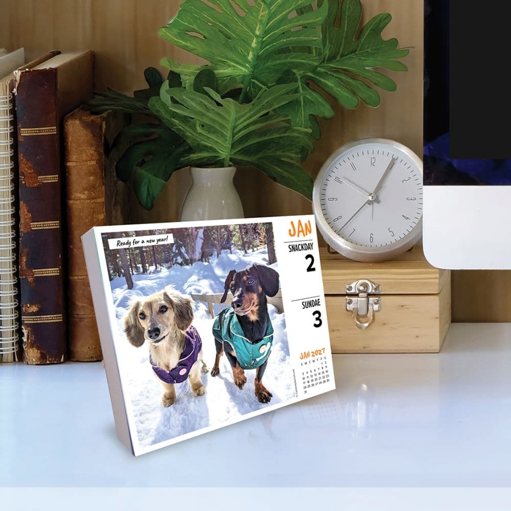 Crusoe the Celebrity Dachshund 2027 Desk Calendar Second Alternate Image
