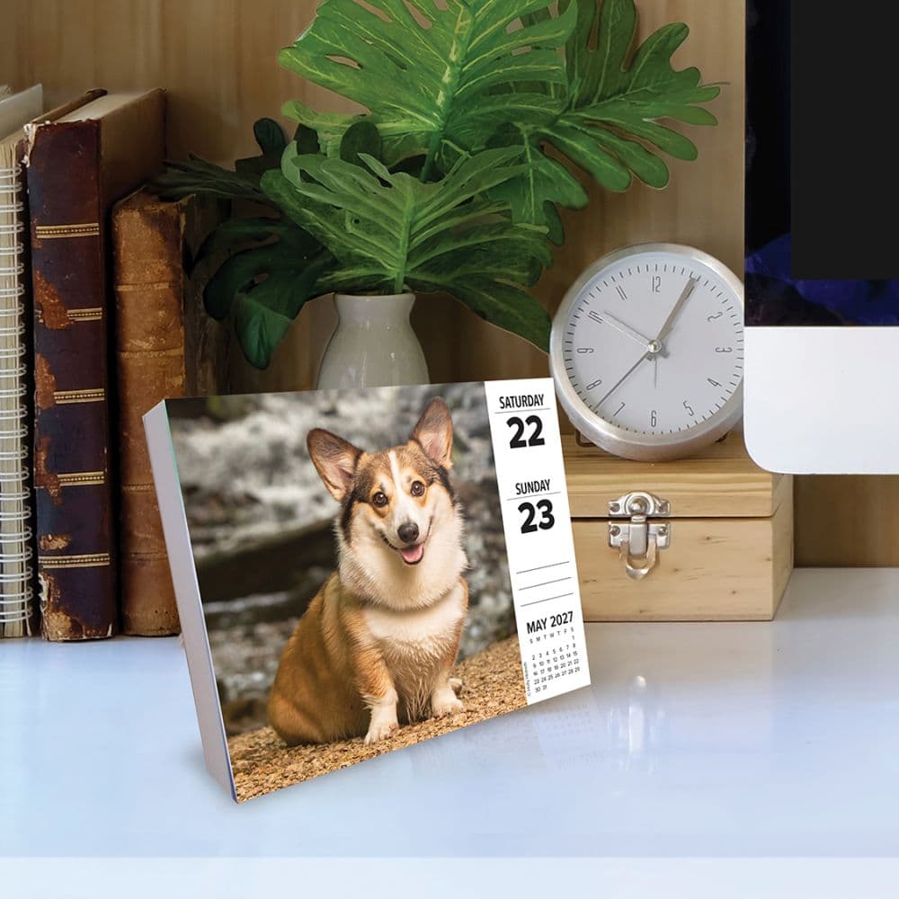 Just Corgis 2027 Desk Calendar Second Alternate Image