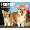 image Just Corgis 2027 Desk Calendar Fourth Alternate Image