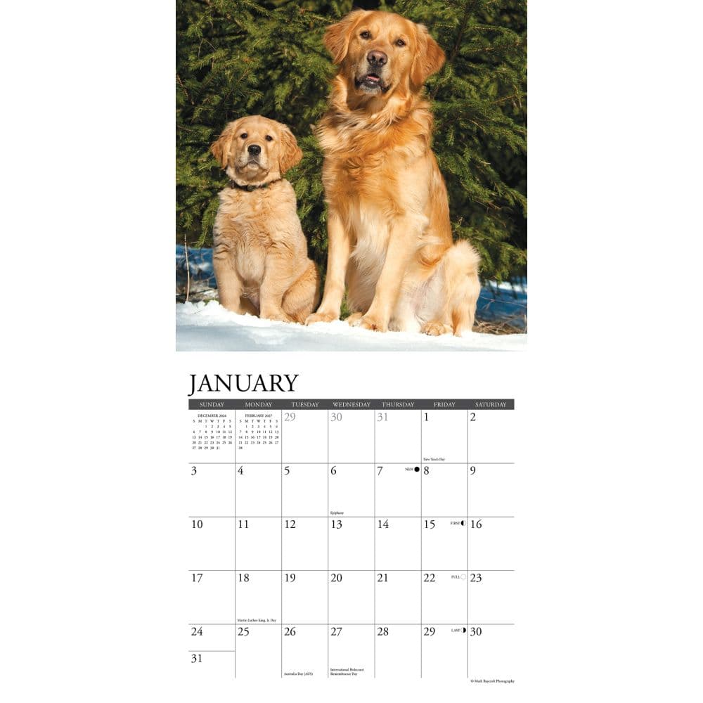 Just Goldens 2027 Mini Wall Calendar Second Alternate Image