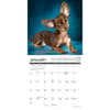 image Chihuahua Rules 2027 Mini Wall Calendar Second Alternate Image