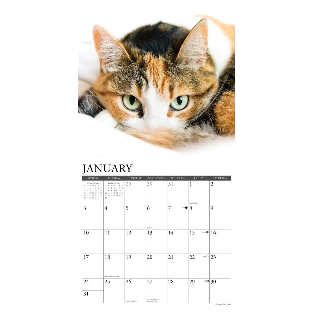 Calico Cats 2027 Wall Calendar Second Alternate Image