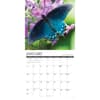 image Butterflies 2027 Wall Calendar Second Alternate Image