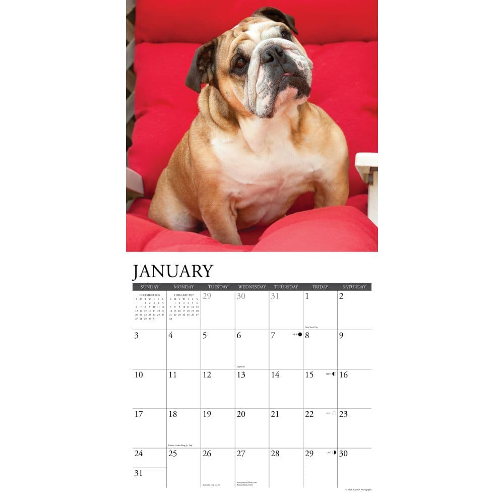 Just Bulldogs 2027 Wall Calendar Second Alternate Image