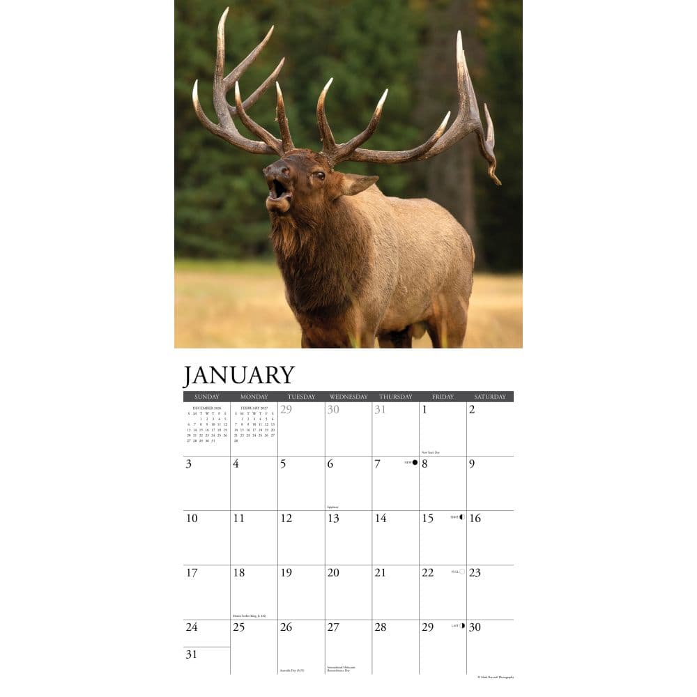 Elk Bull 2027 Wall Calendar Second Alternate Image