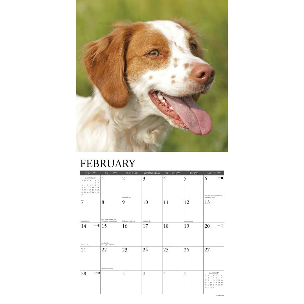 Just Brittanys 2027 Wall Calendar Second Alternate Image