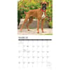image Just Boxers 2027 Wall Calendar Second Alternate Image