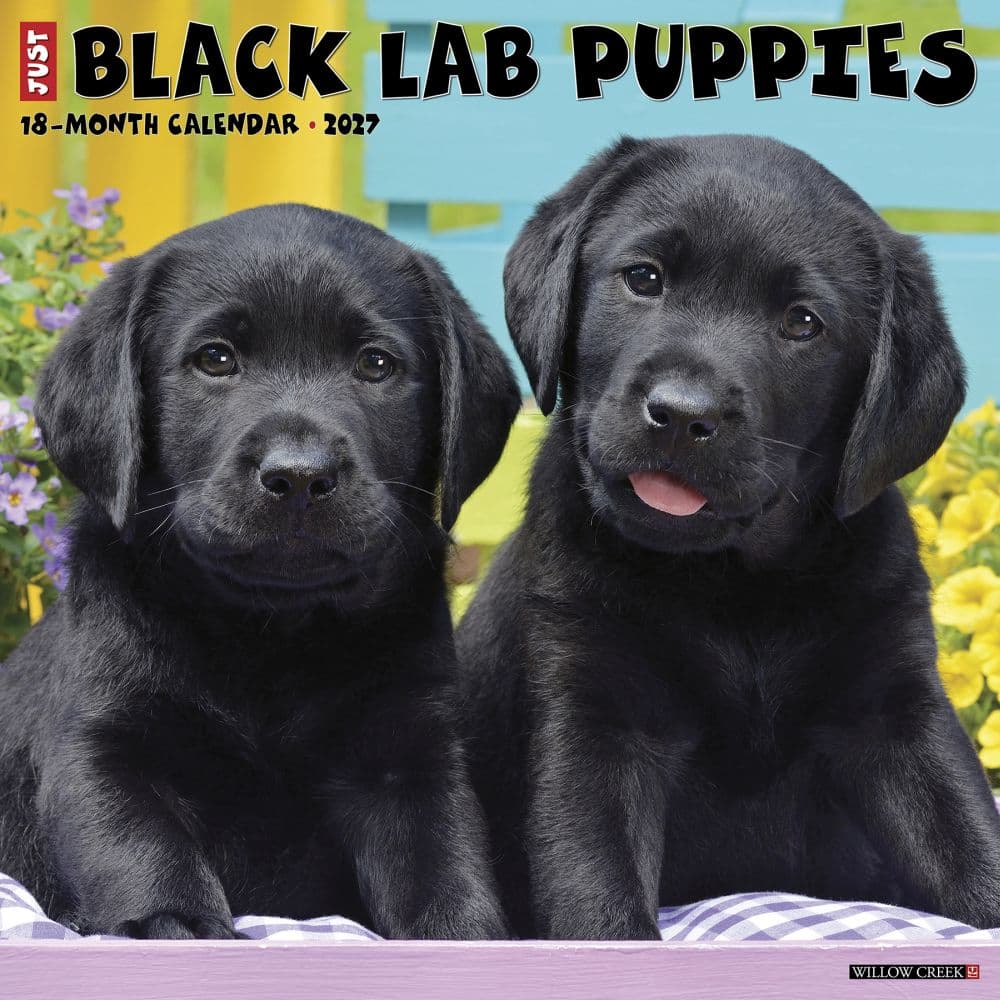 Just Black Lab Puppies 2027 Wall Calendar Main Product Image